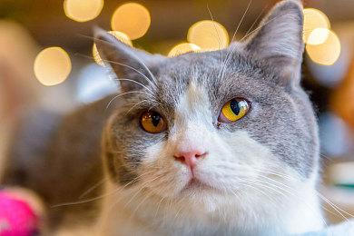 《街头霸王6》Switch 2版部分细节 追加手柄陀螺仪战斗新模式